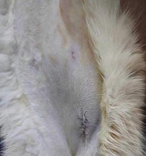 猫的生殖周期与繁衍规律（从性成熟到孕育新生命，揭秘猫的繁殖过程）