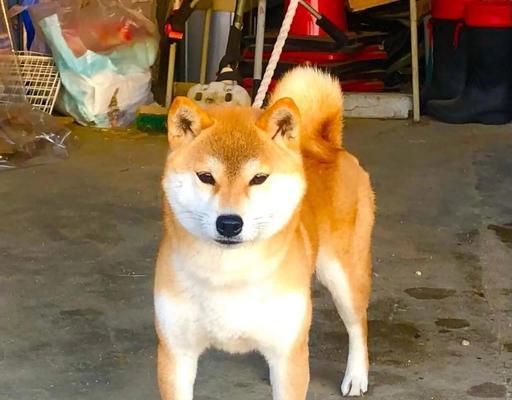 柴犬（探索柴犬的魅力与受欢迎之谜）