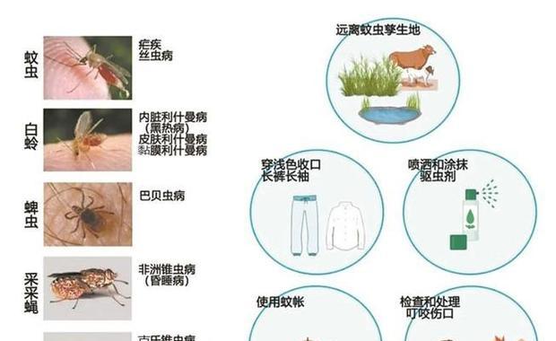 猫狗身上的寄生虫有哪些？（探究猫狗身上常见的寄生虫种类及防治方法）