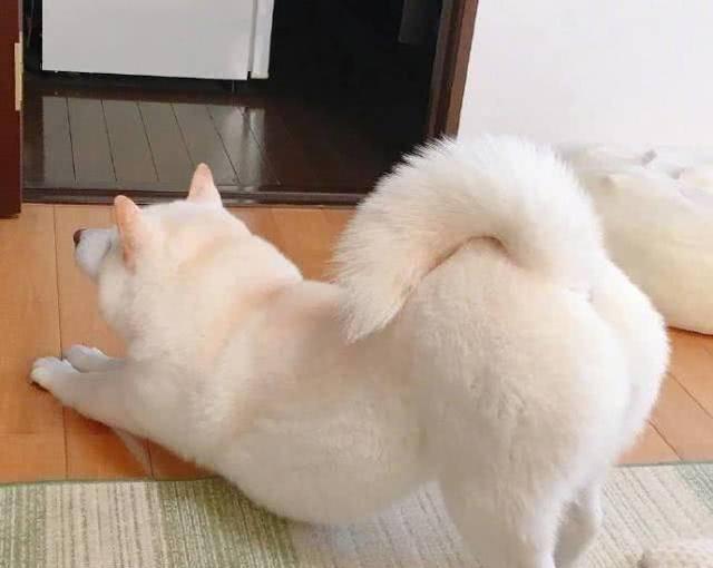为什么狗狗也会放屁？（了解狗狗放屁的原因及改善方法）