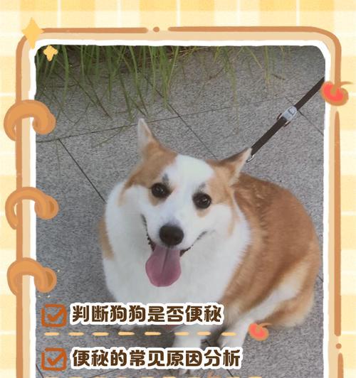 狗狗每天的正常排便次数是多少？（排泄次数少的原因是什么？）