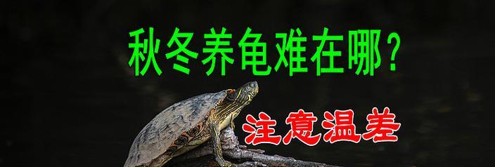 以家庭养龟的注意事项（宠物龟的健康养护指南）
