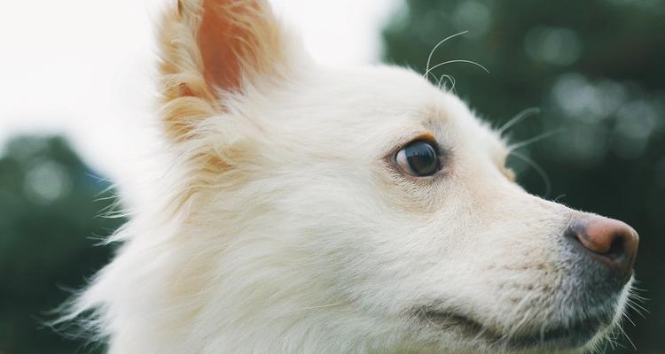 探究以z犬的寿命与长寿因素（了解以z犬的寿命预期及其影响因素）