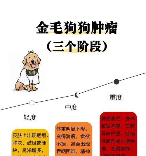 金毛犬的持续运动能力究竟有多强？（揭秘金毛犬连续运动的时间极限）