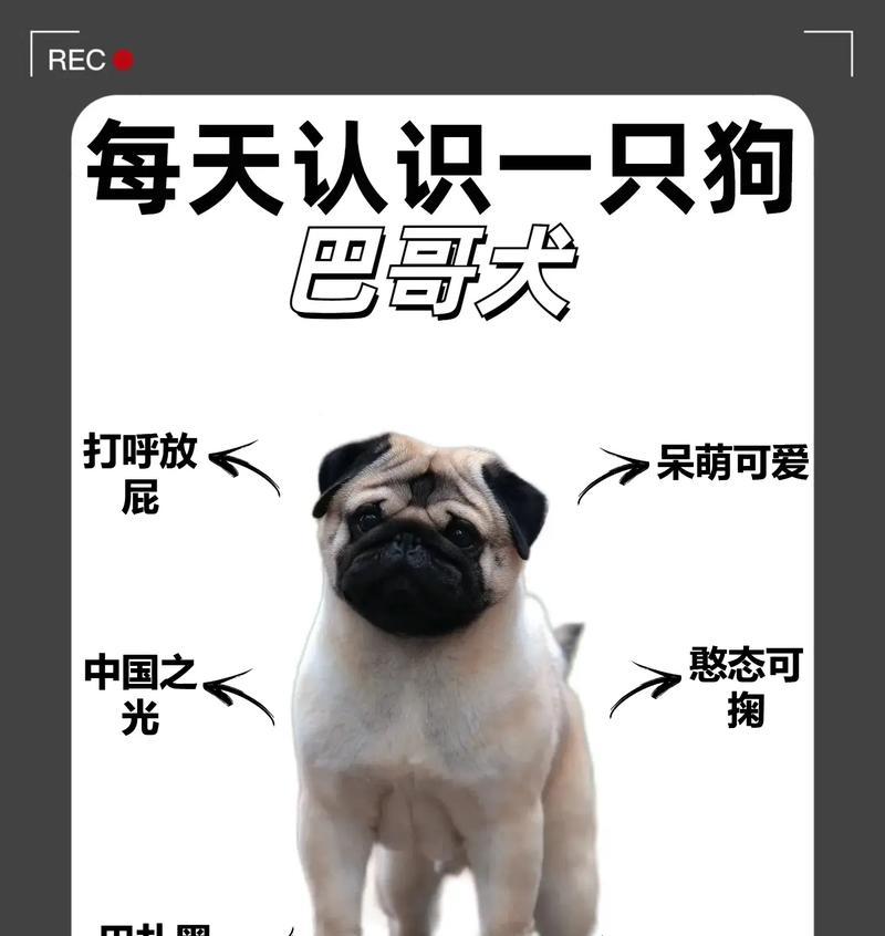 巴哥幼犬价格调查（了解巴哥幼犬市场行情，探寻合理价格的关键）