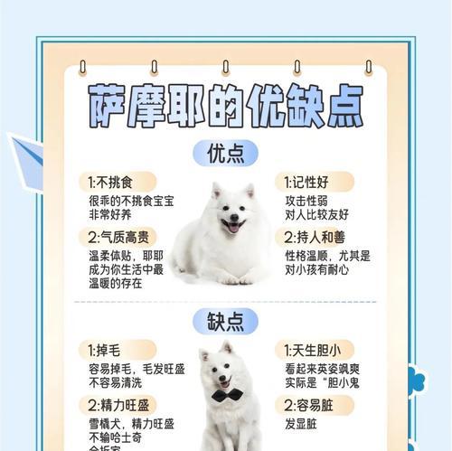 如何准确判断萨摩耶的纯度？（通过观察这5个地方，你能轻松分辨真假）
