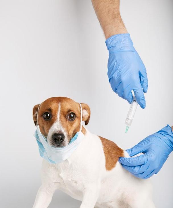 狗疫苗的种类及其应用范围（了解狗疫苗的种类，保护你的爱犬健康）
