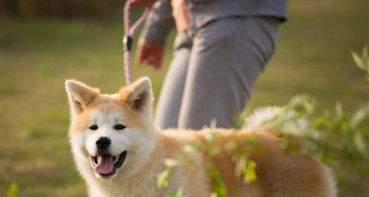 如何训练秋田犬不咬人？（秋田犬咬人原因及有效的训练方法）