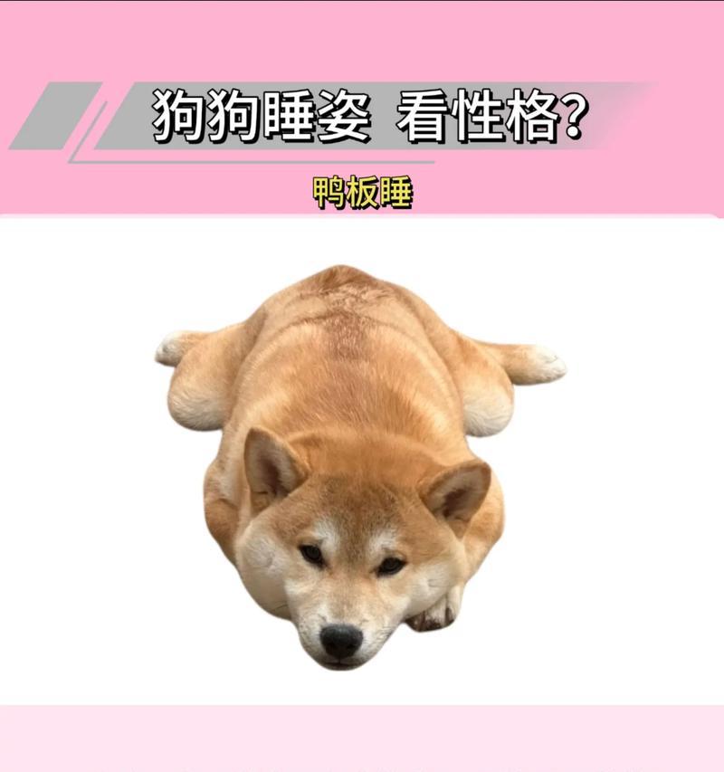 小狗睁眼睛后多久能看见？（小狗视力发育的时间和特点）