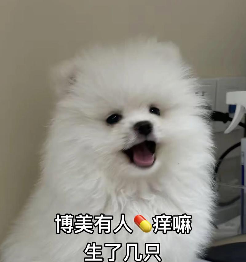 三个月博美的科学喂养方法（了解博美三个月成长期的饮食需求及合理的狗粮摄入量）