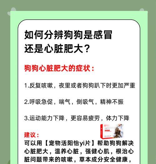 狗狗感冒的症状及治疗方法（如何识别狗狗感冒，保护它们的健康）