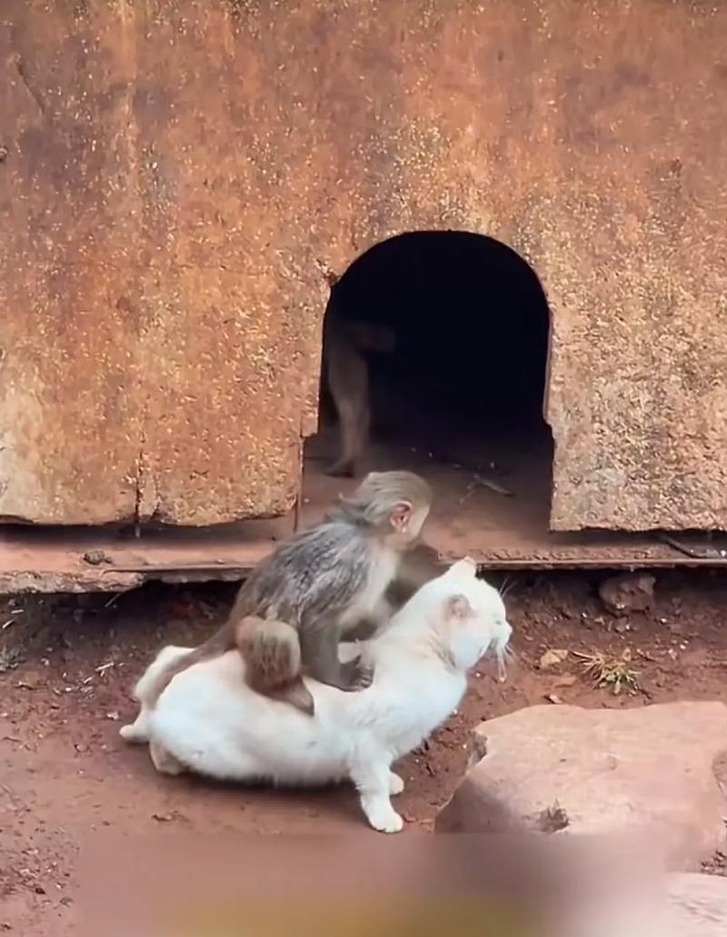 如何解决猫咪叫春带来的困扰？（减轻猫咪叫春带来的不适，让你的生活更加舒适）