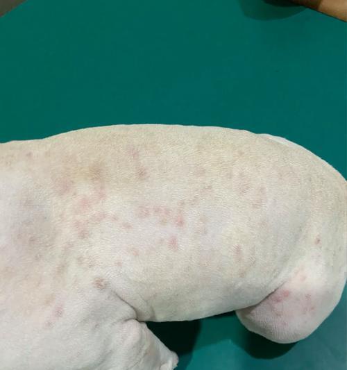 法斗的皮肤病之谜（为何法斗容易患皮肤病？红疹、掉毛、体臭来袭）