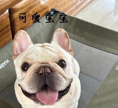 以法斗好养吗？优缺点有什么？（了解以法斗的优势和劣势，决定是否适合您的家庭）