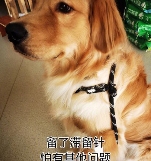 狗进行结扎手术后多久可以同房？（了解狗进行结扎手术后的恢复期和同房时间）