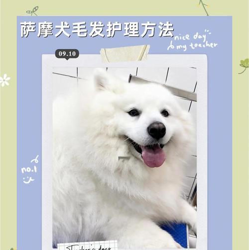 萨摩狗毛长出来需要多长时间？（揭秘萨摩狗毛生长周期，解答你的疑惑）