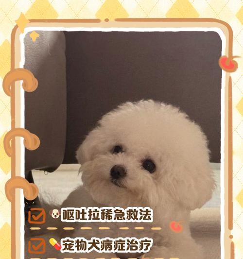 狗狗拉肚子怎么分辨原因？（掌握方法，保护宠物健康）