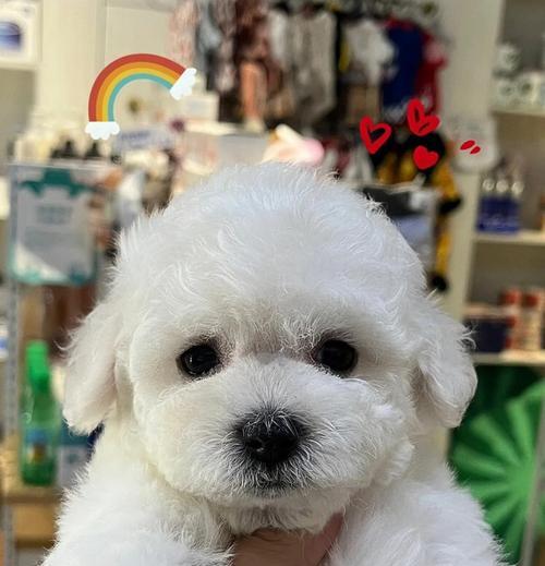 新手饲养比熊犬指南（从零开始养宠，掌握关键要点的必备指南）