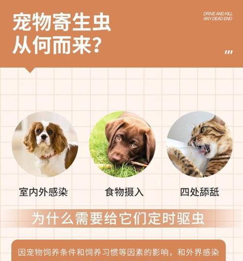小猫吃了打虫药后多久能进食？（探究小猫服用打虫药后的进食时间）