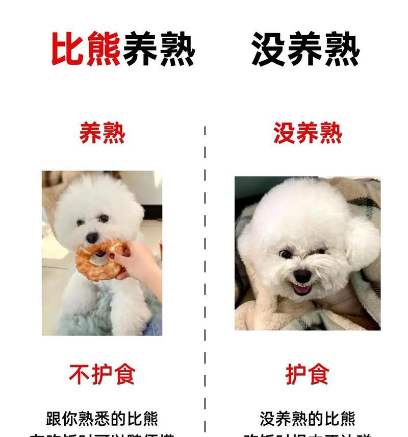 比熊犬养不容易（探讨比熊犬的缺点及养育困难）