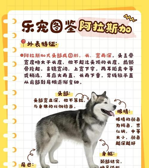 了解阿拉斯加幼犬洗澡的最佳时间（幼犬洗澡频率和注意事项）