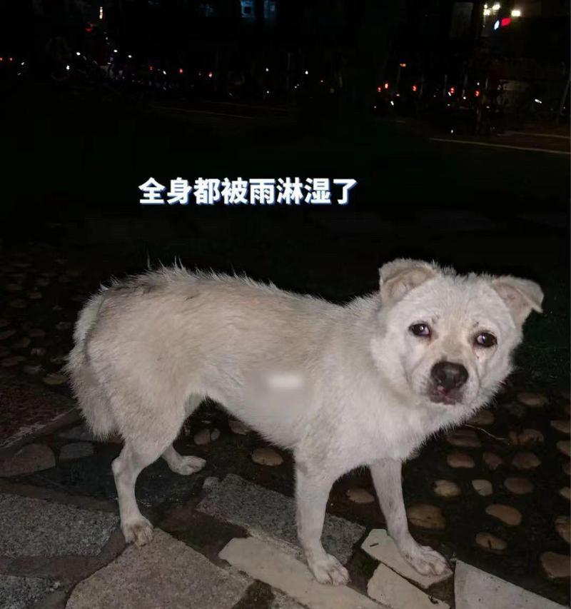 狗狗肾脏问题（狗狗肾脏问题的常见症状和如何应对）