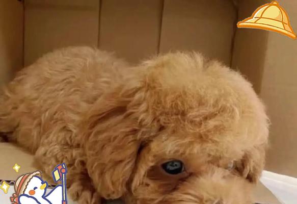 泰迪犬饲养指南（掌握这些关键信息，成为一个合格的泰迪犬主人吧！）