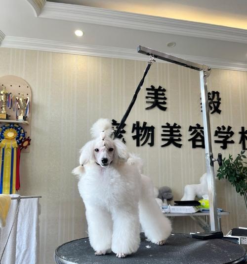 打造可爱宠物——狗狗的美容小窍门（如何让你的狗狗焕发自信光彩）