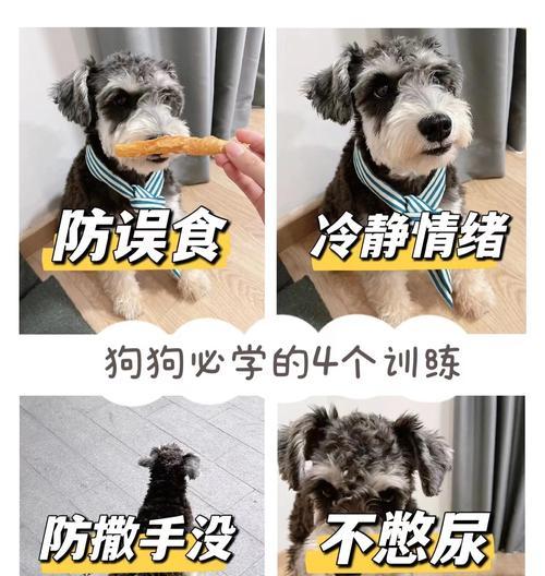 训练你的狗狗来回应呼唤的有效方法（解决狗狗撒手不回、不听叫唤的问题）