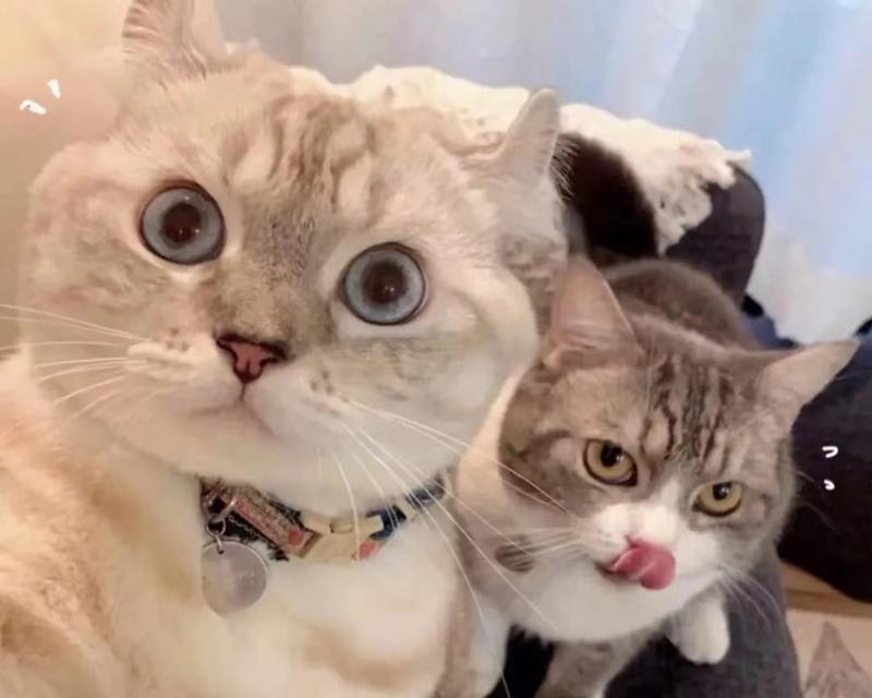 猫咪的神秘之耳——揭秘猫咪的4只耳朵（猫咪耳朵的隐蔽位置和意义大揭秘，耳朵中隐藏的秘密）