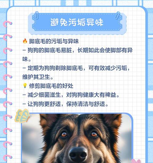 揭秘狗狗毛剃掉后能长出来的时间（狗狗毛剃掉之后，你需要等待多久才能看到新毛生长？）