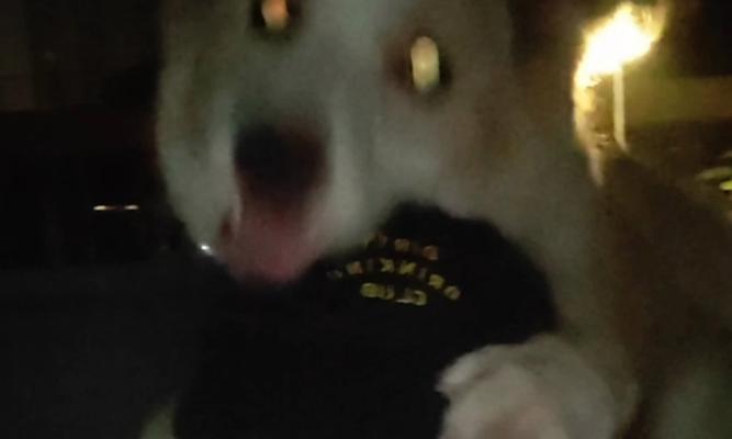 狗狗为什么每天要睡半岁？（揭秘小狗狗的睡眠习惯和好处）