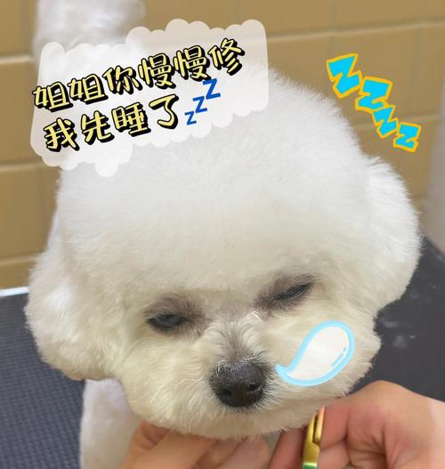 比熊犬结扎的最佳时间（宠物犬结扎的时间选择和注意事项）