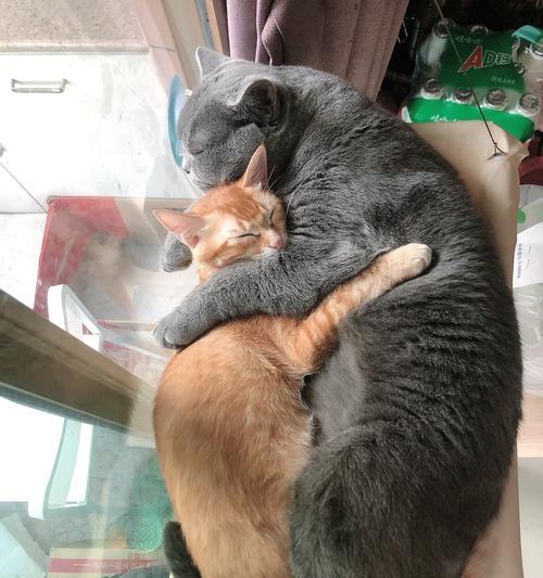 橘猫与蓝猫的后代（探寻橘猫与蓝猫交配后所生三只幼崽的基因秘密）