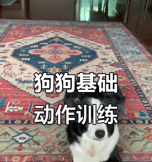 培养小狗的训练时间和技巧（了解小狗训练的时间表和有效方法，让你的小狗成为守的伙伴）