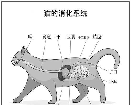 幼猫何时开始吃肉？（饮食转变的关键时刻与适宜食物选择）