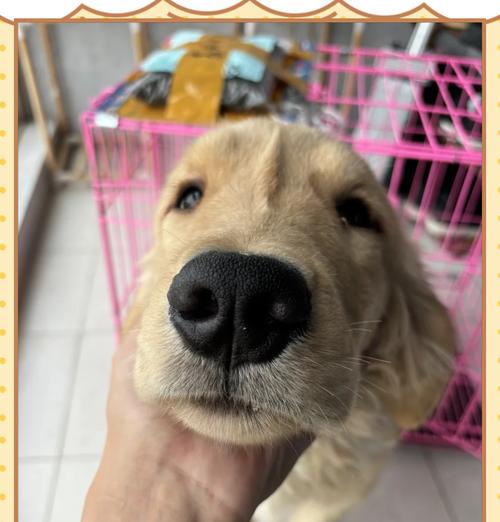 养金毛犬的经济成本和合理喂养量（了解金毛犬养育所需经济和适当喂养量，保证健康成长）
