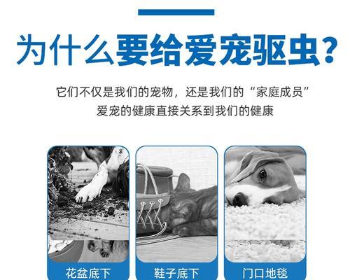 法斗犬体内驱虫的重要性（为您的法斗犬提供健康的生活——定期驱虫）