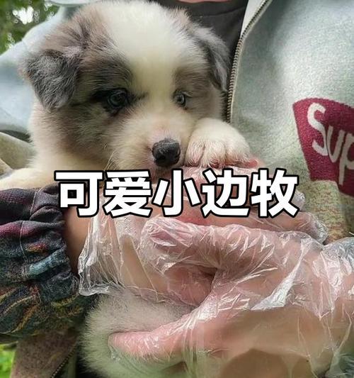 边牧的情感周期与发情频率（了解边牧狗独特的情感周期，更好地照顾你的宠物）