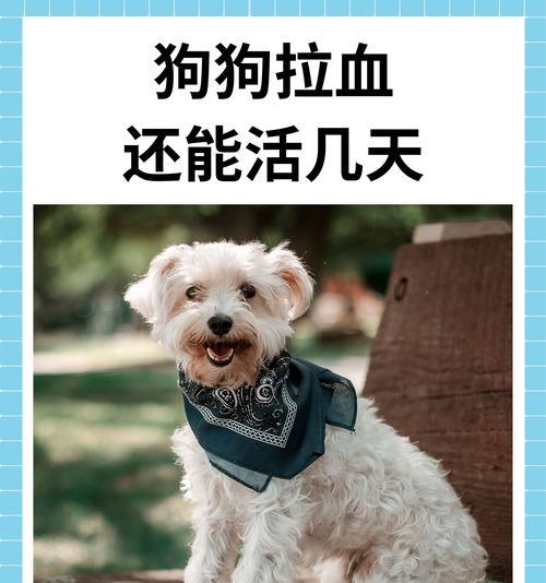 探究狗狗癫疯患者的生存期限（癫痫犬的预后状况及寿命展望）