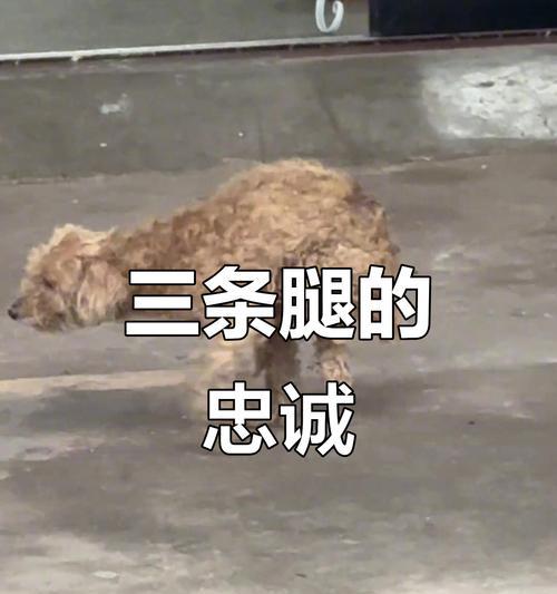 泰迪狗走路的成长历程（从摇摇晃晃到稳步前行，泰迪狗的成长探索之旅）