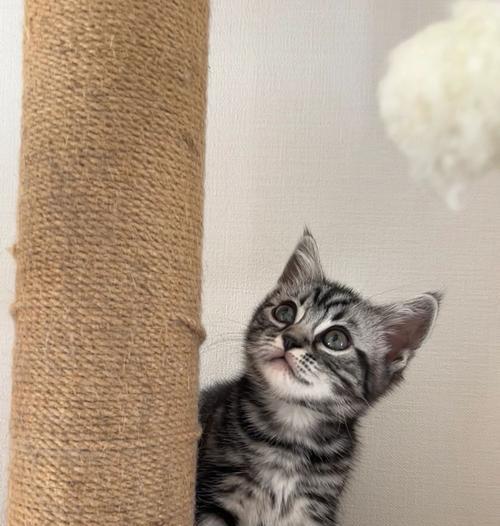 揭秘美短猫咪的价格与猫咪行业的秘密（猫猫值不值？了解美短猫咪的真实价格与行业内幕）