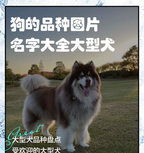 如何选择适合养的犬种？（8种价格实惠、易于养护的狗狗推荐）