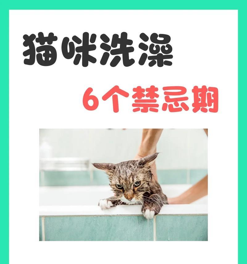 铲屎官无绝不生，母猫妇科病总怪罪？（分析母猫妇科病病因，为何不绝育也不生猫猫？）