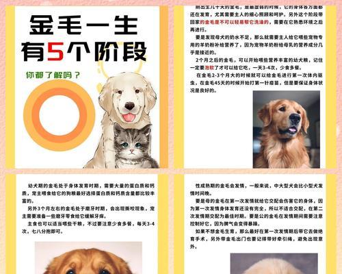 养金毛的注意事项（关注细节，给金毛宠物提供最佳护理与照顾）