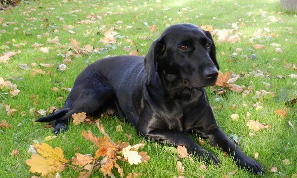 导盲犬身价20万，成本高昂是否值得？（探寻导盲犬的昂贵价格与背后的原因）