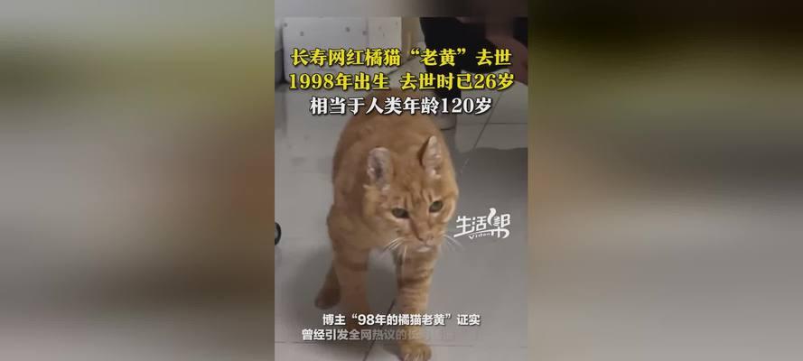 猫被打后的生命持续时间（探索猫受伤后的存活时间和影响因素）