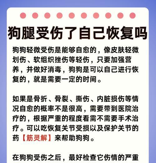 狗狗骨折手术需要多久？（了解狗狗骨折手术的时间安排与注意事项）
