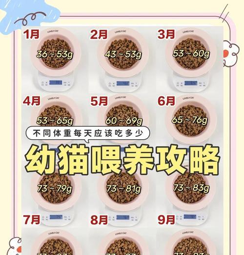 幼猫喂养频率（解析幼猫喂食的最佳时间间隔与数量）