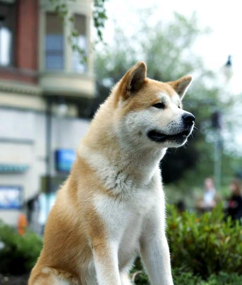 新手如何选择适合养的大型犬？（柴犬是否适合新手养狗？一起探讨一下）